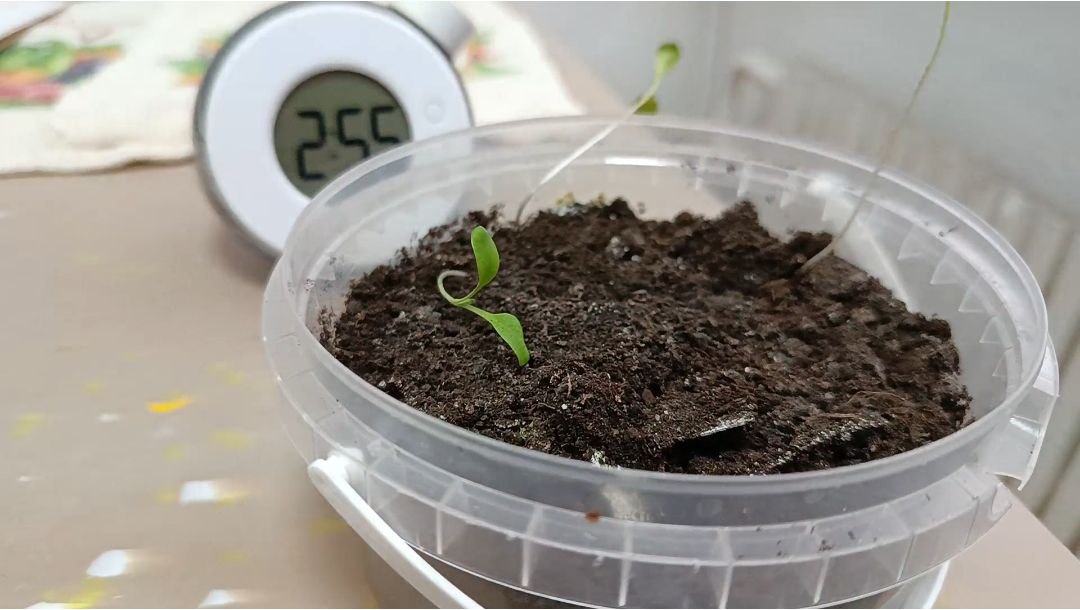 екологічна продукція