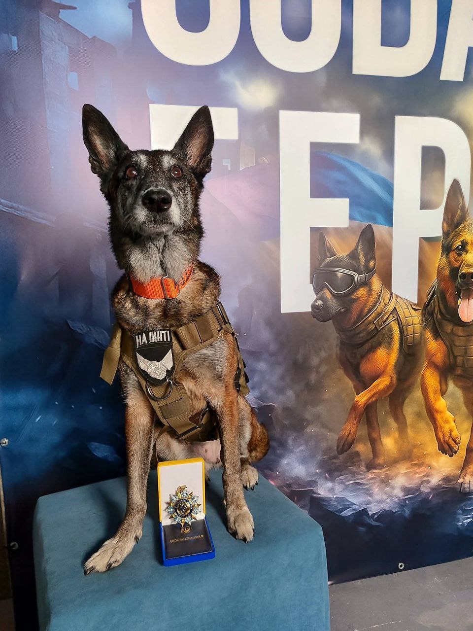 собака-спасительница