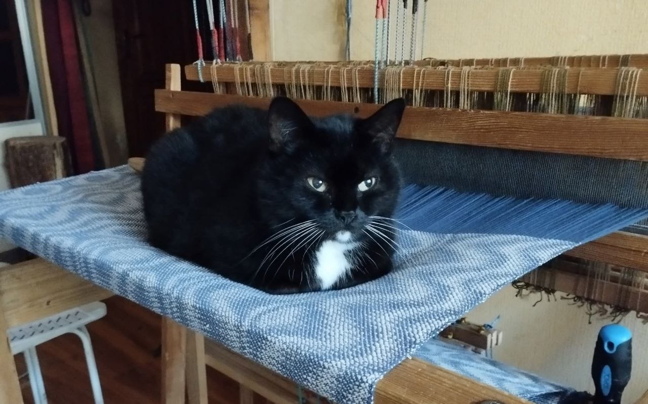 мотя