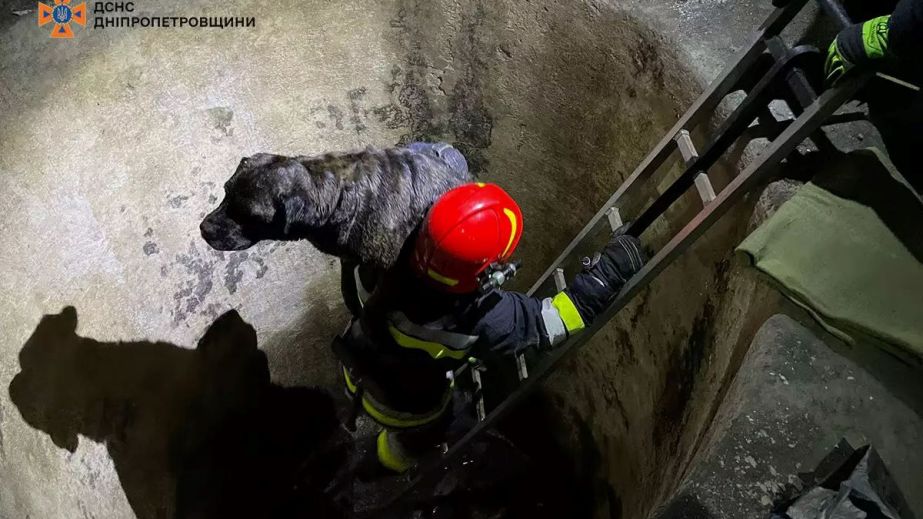 В Покрове спасатели достали собаку из глубокого резервуара