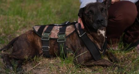 Не вмів їсти та ходити: у Дніпрі рятують пітбуля, який три роки провів у ямі (ВІДЕО)