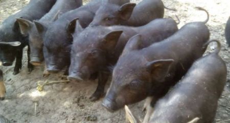 Вьетнамских свиней из разрушенного зоопарка в Херсоне спасли в Днепре (ВИДЕО)