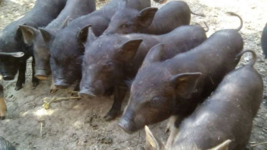 Вьетнамских свиней из разрушенного зоопарка в Херсоне спасли в Днепре (ВИДЕО)