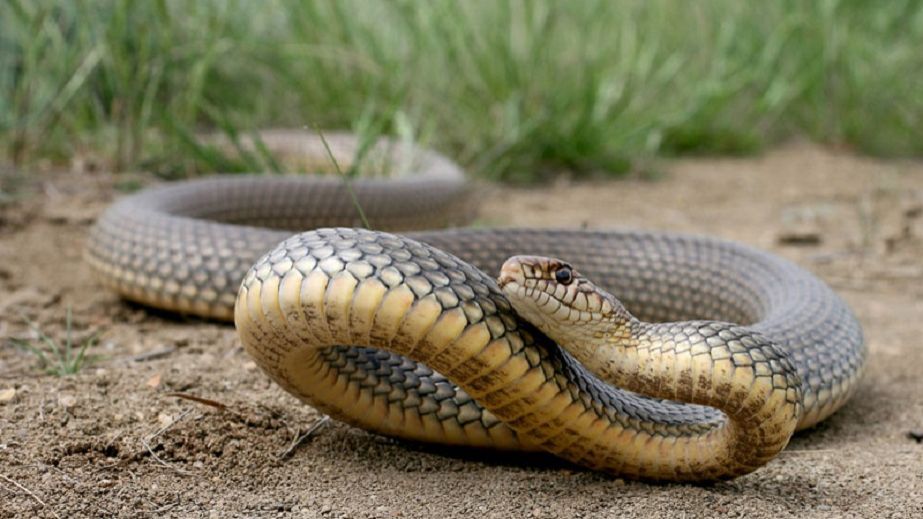 В Днепре на жилмассиве Победа поймали гигантскую змею (ВИДЕО)