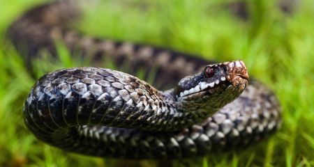 Тепла погода активує...