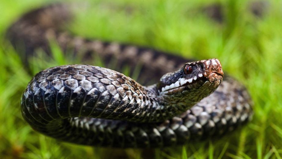 Тепла погода активує змій: минулого року Дніпропетровщина посіла друге місце за кількістю звернень про їх укуси