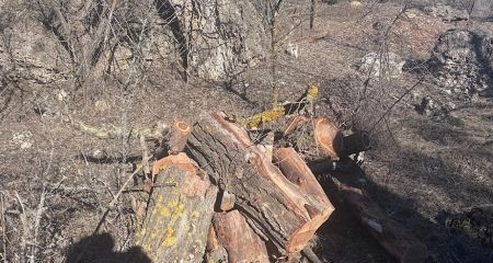 Нарубил деревьев на ...