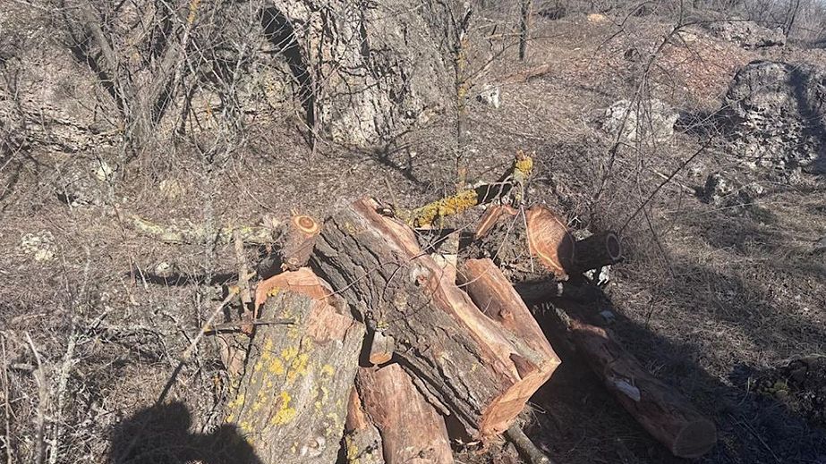 Нарубав дерев на 600 тисяч: на Криворіжжі чоловіку повідомили про підозру (ФОТО)