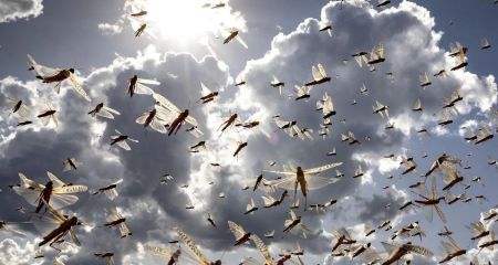 Нашествие саранчи на Днепропетровщине: эксперт рассказал, чего ждать дальше