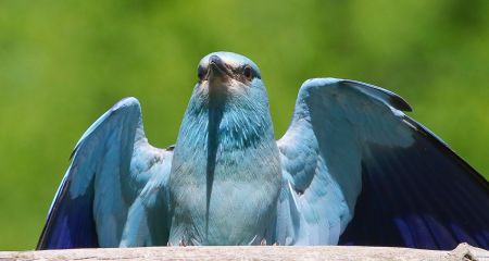 Днепр "посетила" исчезающая в Украине тропическая птица