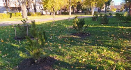 У Дніпрі у парку Глоби висадили соснову галявину (ФОТО, ВІДЕО)