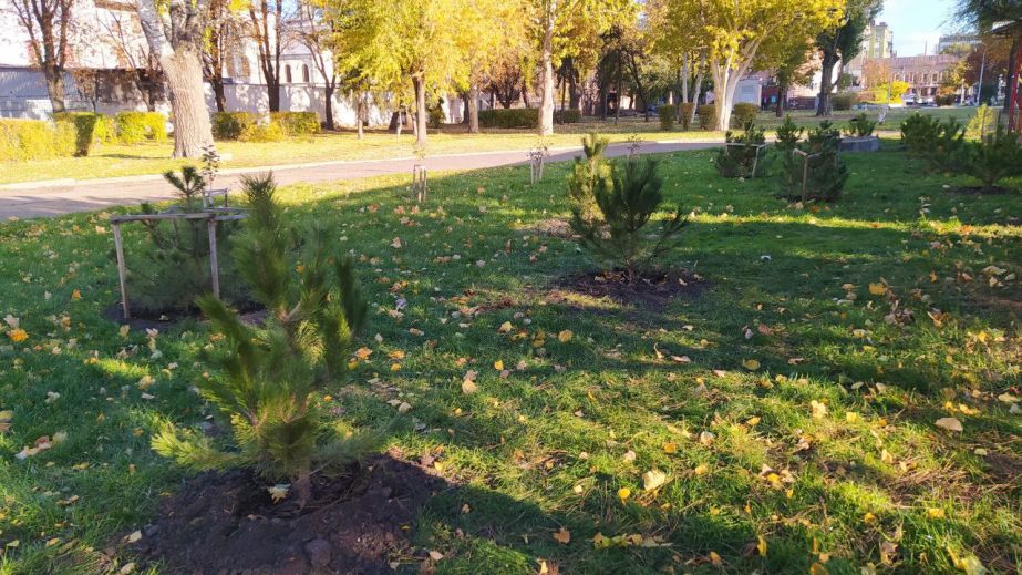 У Дніпрі у парку Глоби висадили соснову галявину (ФОТО, ВІДЕО)