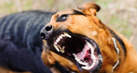 Вспышка бешенства животных на Днепропетровщине: количество пострадавших увеличивается