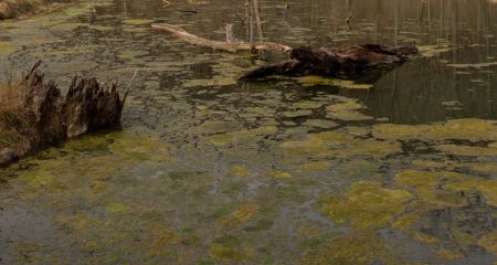 Нестерпний сморід: на Дніпропетровщині люди задихаються від викидів відходів у водойму (ФОТО)