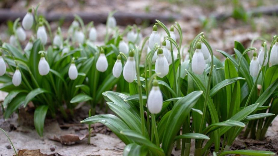 Тепло і без опадів: якою буде погода у Дніпрі та області 9 березня