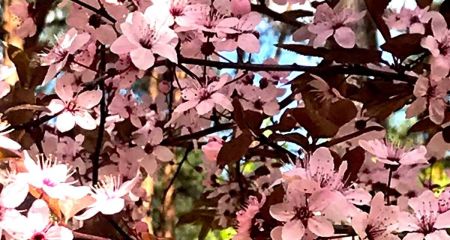 В Левобережном парке Каменского цветет декоративная слива