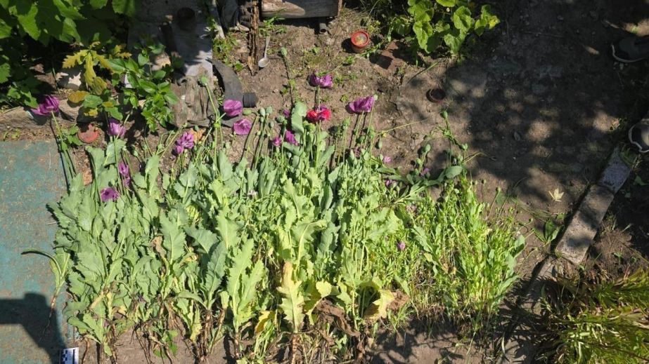 Более 2,8 тысяч кустов на огороде: в Самаровском районе разоблачили владельца масштабной плантации мака и конопли (ФОТО)