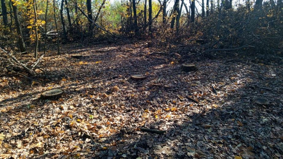 Более 1 млн грн ущерба окружающей среде: на Днепропетровщине лесопользователь допустил незаконную вырубку сотен деревьев