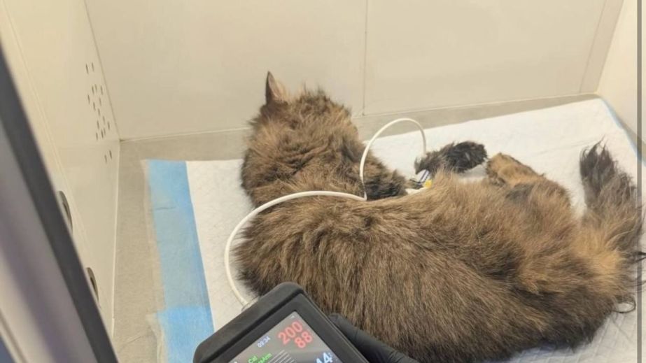 Кішку, яку у Кривому Розі скинули з 8 поверху, врятувати не вдалося