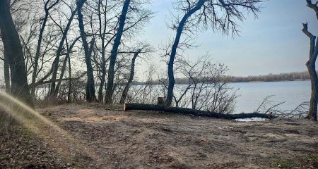 У Дніпрі чоловікові загрожує тюрма за вирубку дерев на території лісництва (ФОТО)