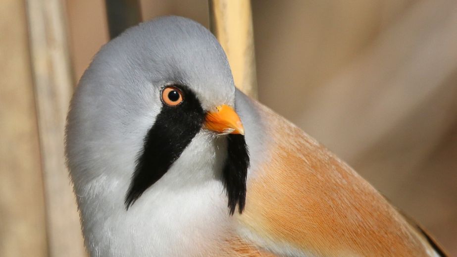 На Дніпропетровщині помітили яскравого вусатого птаха: що про нього відомо (ФОТО)