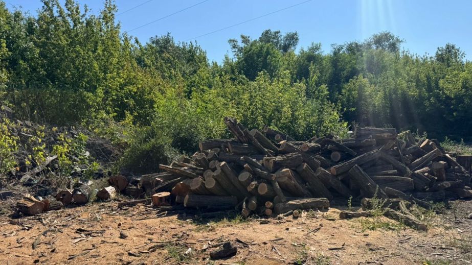 Рубали для продажу: на Дніпропетровщині бізнесмен зі спільниками незаконно знищив дерев на 1,5 млн грн (ФОТО)