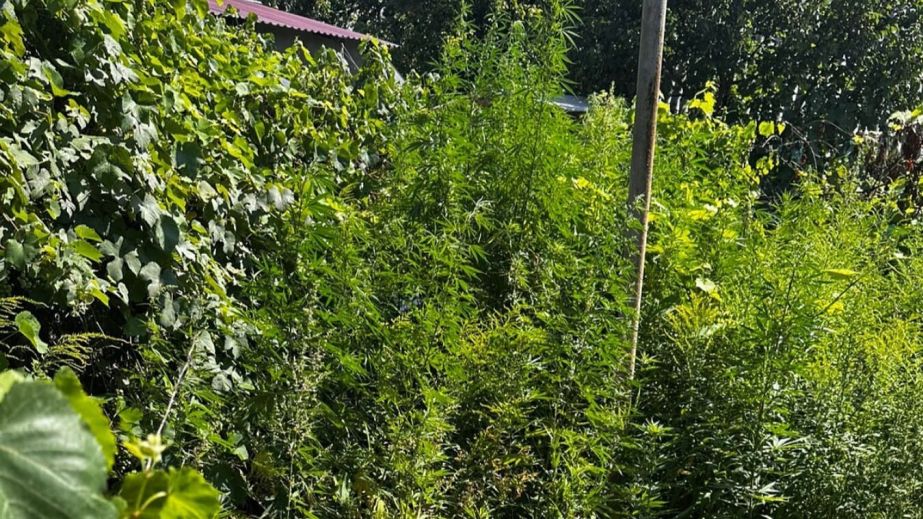 Бережно вырастил более 400 кустов конопли: в Каменском разоблачили очередного наркоагрария (ФОТО)