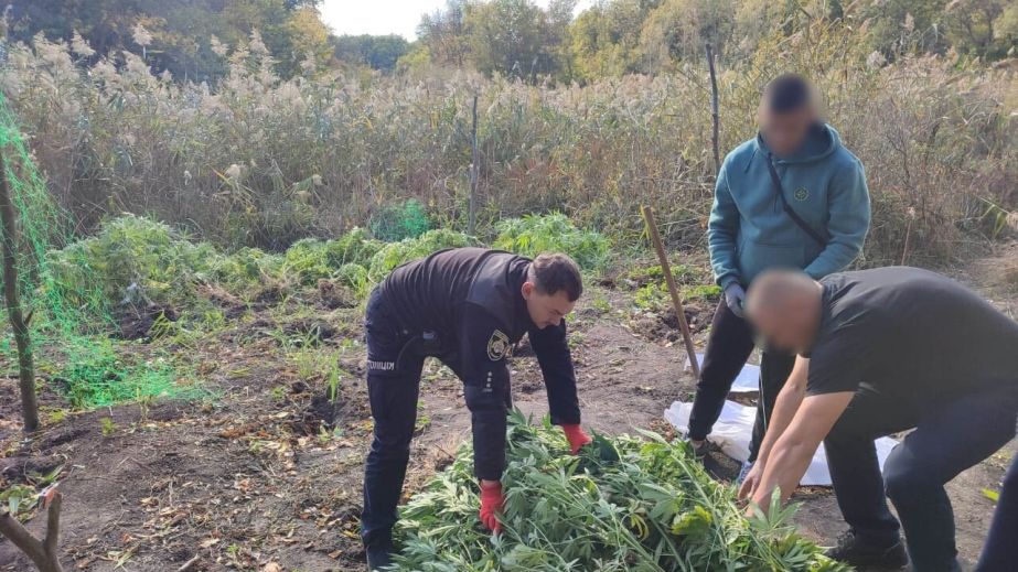 На Дніпропетровщині наркоаграрії сховали плантацію коноплі у посадці (ФОТО)