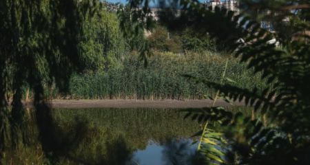 Як виглядає озеро Куряче у Дніпрі, яке стрімко втрачає воду (ФОТО, ВІДЕО)