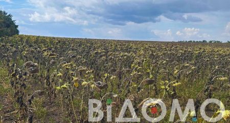 Замість врожаю посохлі соняшник та кукурудза: як виглядають поля на Дніпропетровщині (ФОТО, ВІДЕО)