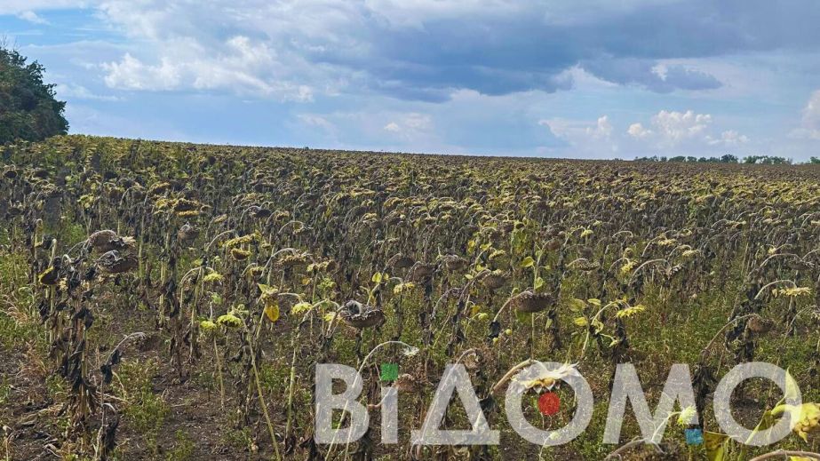 Замість врожаю посохлі соняшник та кукурудза: як виглядають поля на Дніпропетровщині (ФОТО, ВІДЕО)