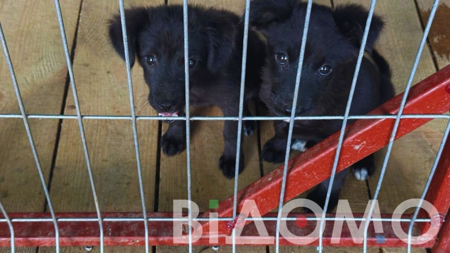 В Кривом Роге живодеры убили двух котят, а щенков засунули в пакет (ФОТО, ВИДЕО)