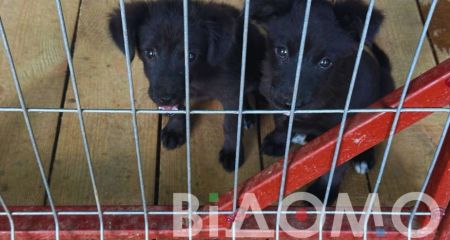 В Днепре изверги издеваются над беспризорными животными (ВИДЕО)