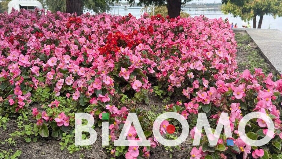 У Дніпрі у парку Шевченка масово розквітли неймовірні бегонії (ФОТО, ВІДЕО)