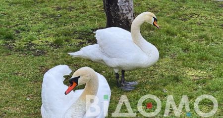 Набережную в Днепре оккупировала стая лебедей (ФОТО)