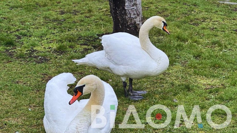 Набережну у Дніпрі окупувала зграя лебедів (ФОТО)