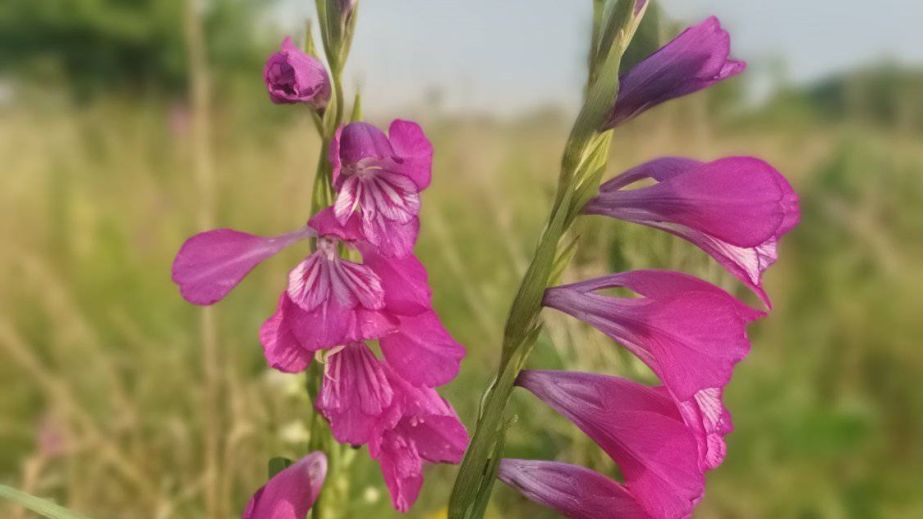 Какие цветы обнаружили на Днепропетровщине (ФОТО)