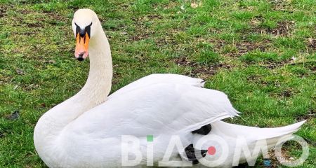 Пораненого лебедя рятують у Кривому Розі (ФОТО)