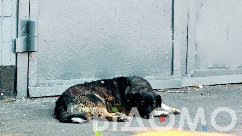 На Дніпропетровщині нелюд застрелив собаку (ФОТО)