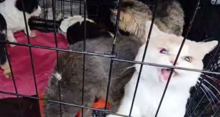 Эвакуация из Покровского: как в Днепропетровской области спасают животных