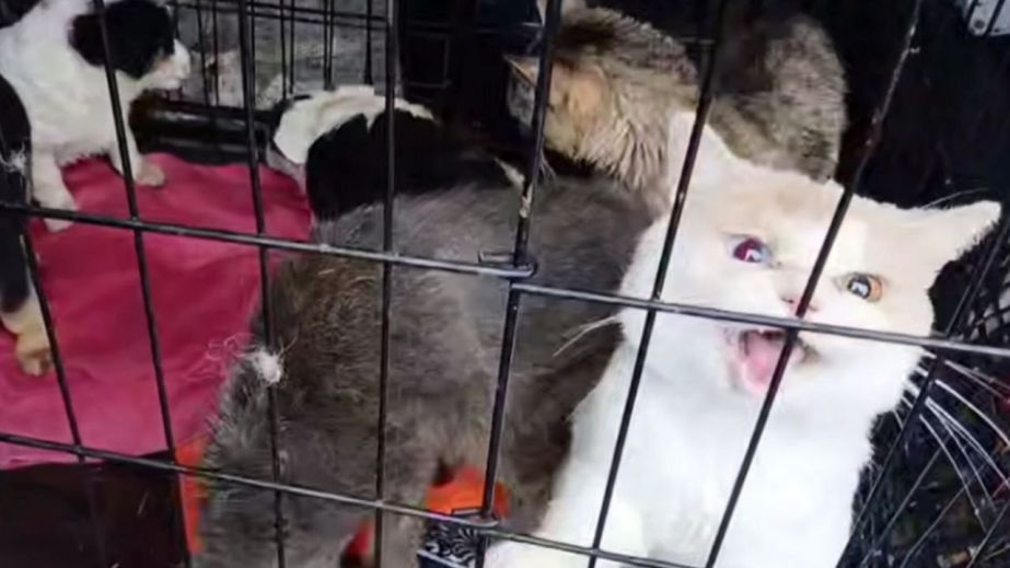 Евакуація з Покровського: як у Дніпропетровській області рятують тварин