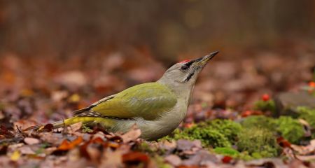В Кривом Роге заметили редкого зеленого дятла