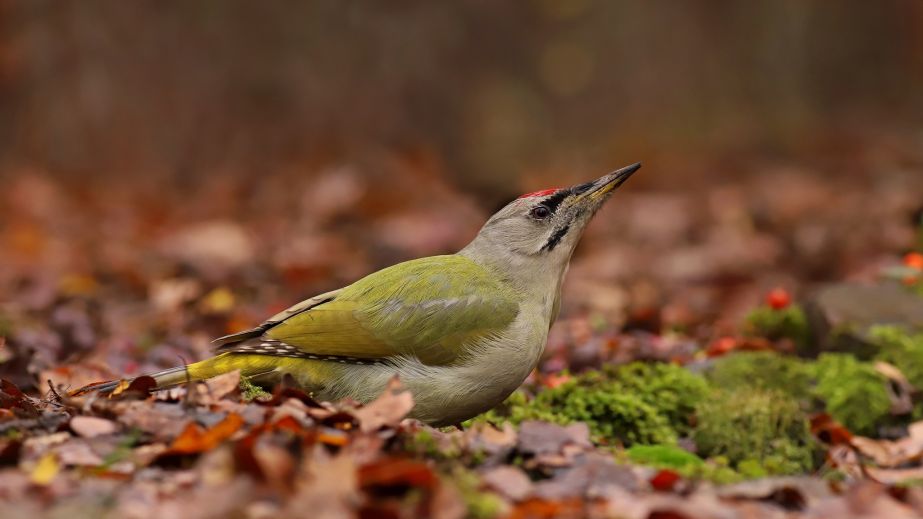 В Кривом Роге заметили редкого зеленого дятла