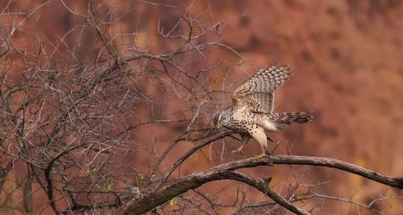 У Кривому Розі поміт...
