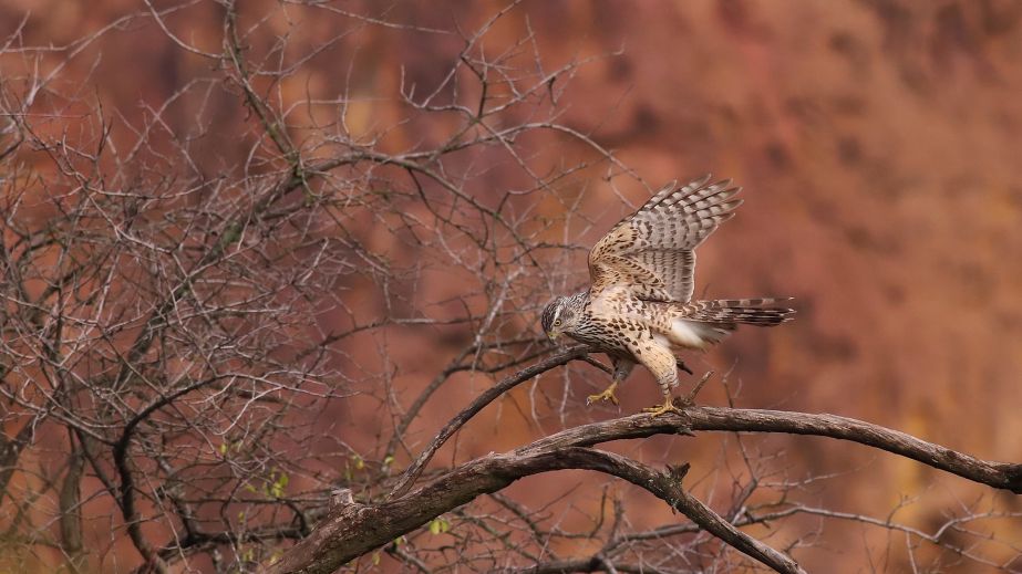 У Кривому Розі помітили рідкісного і таємничого пернатого хижака (ФОТО)