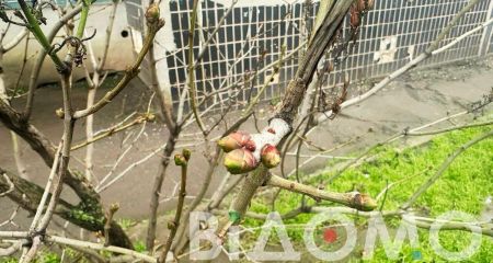 Теплая зима: в Кривом Роге массово распускаются почки деревьев (ФОТО)
