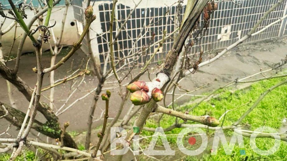 Теплая зима: в Кривом Роге массово распускаются почки деревьев (ФОТО)