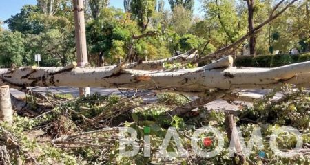 У Камʼянському вирубують ліс, аби побудувати магазин (ФОТО)