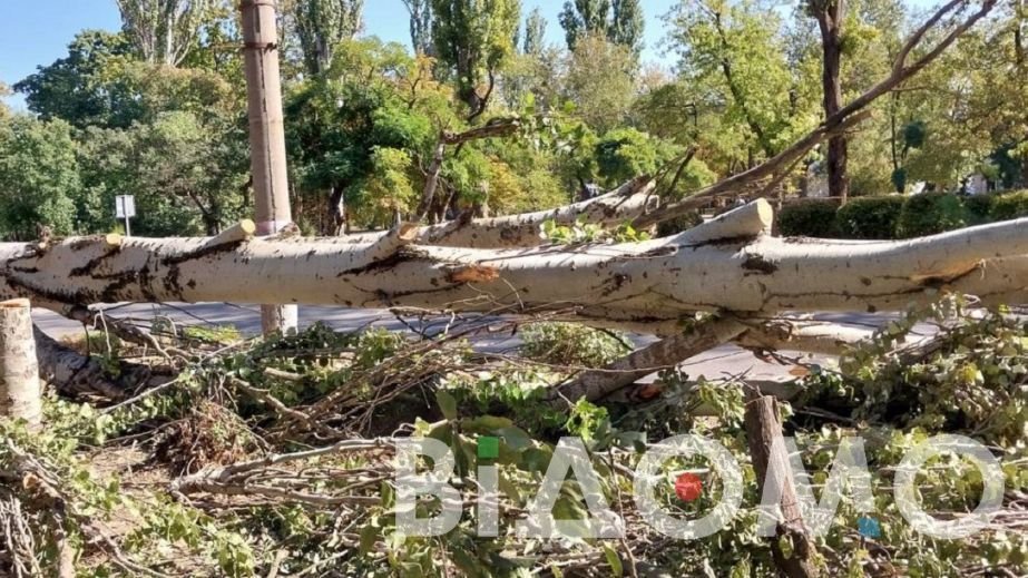 В Каменском вырубают лес, чтобы построить магазин (ФОТО)