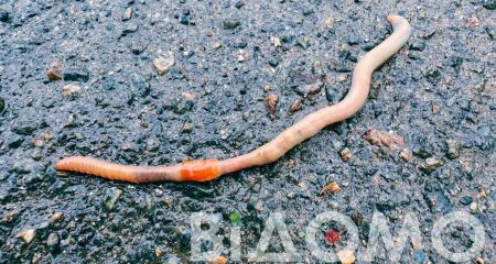 Зимові аномалії: у К...